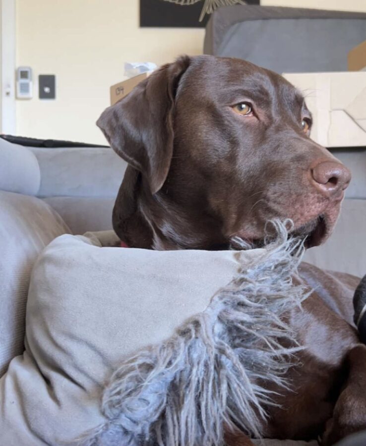 Male Chocolate Lab K9 Connection