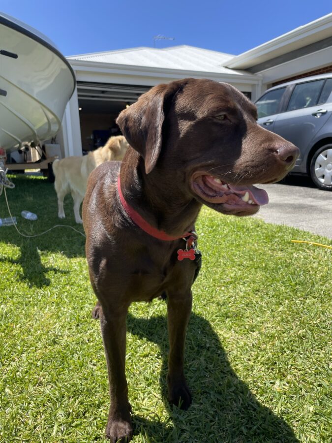Male Chocolate Lab K9 Connection